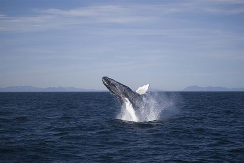 Elding - Reykjavík Whale Watching
