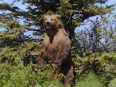 Grizzly Man