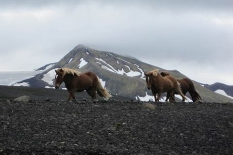 Riding Iceland Operations