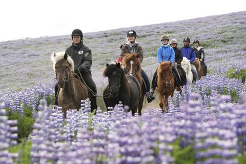 Lava Tour on Horseback