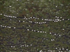 Tiny puffs of white: the video shot by Gunnar Freyr.