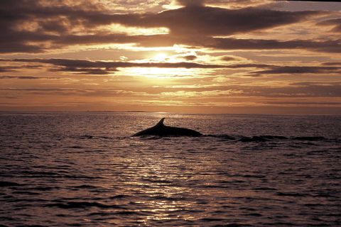 Whale Watcing from Reykjavik