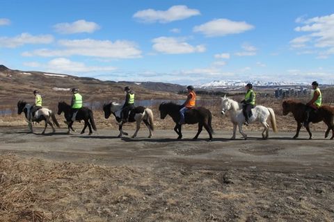 IcelandicRiding.com