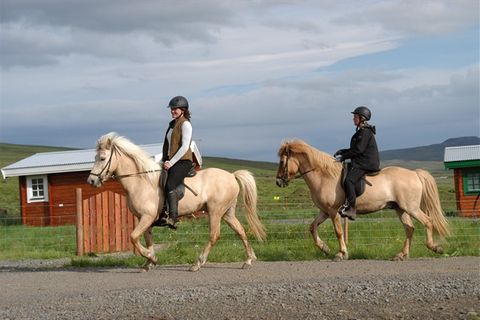 Lytingsstaðir Icelandic Horse Farm