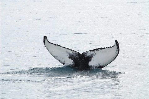 Whale Watching Akureyri