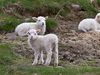 The men cut the lamb's throat