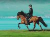 Stallion Narfi showing the unique "tölt" gait where the rider sits still in the saddle.