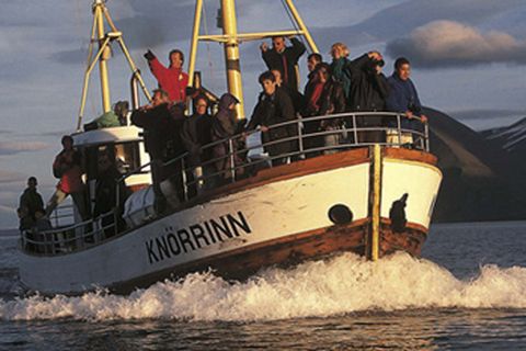 North Sailing Whale Watching