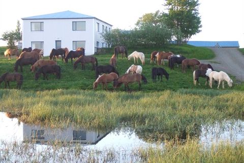 Gæðinga Tours
