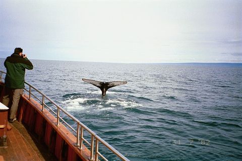 Salkawhalewatching.is