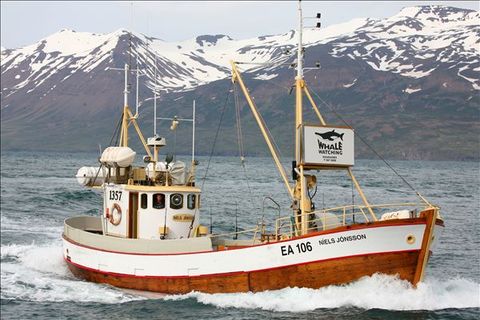 Whale Watching Hauganes