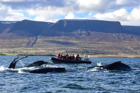 Sea Safari ehf. / Whale Safari
