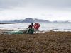Two of the group removing an old net from the beach.