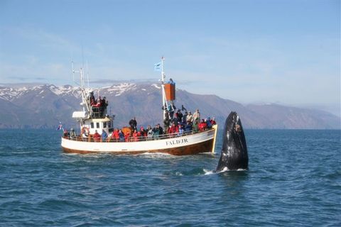 Gentle Giants Whale Watching