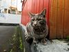 A cat in Iceland. Note: the cat in the photograph is not connected to the story.