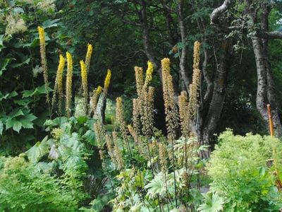 Garden | A Photo Exhibition