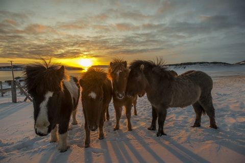 Victor Örn Victorsson / Strandahestar / Horse Rental