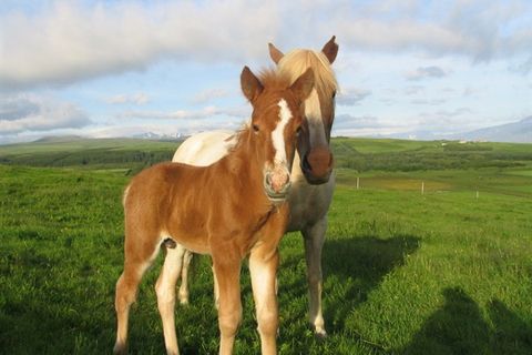 Torfastaðir horsefarm and ridingtours
