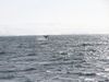 The blue whale waved its tail when passing by a whale watching boat yesterday morning. The boat sailed from Húsavík, one of the most popular whale watching spots in Iceland.