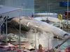 The controversial whale turned out to be a hybrid.