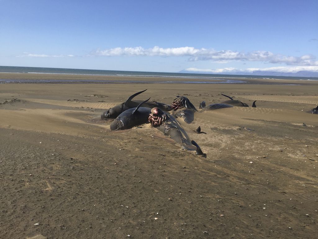Fjara Hræ grindhvala lágu í Löngufjörum þegar þyrluflugmann og bandaríska ferðamenn bar að garði í gær.