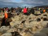Sheep herding at Reykjaréttir on Saturday.