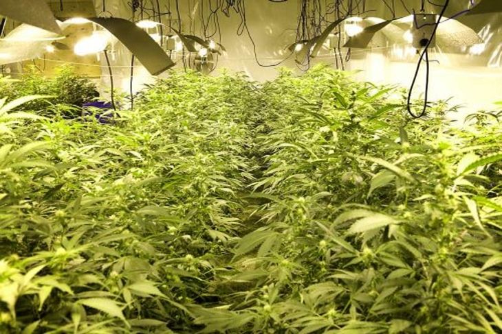 Kannabisverksmiðja í Hafnarfirði