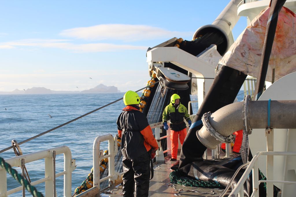 Vertíð Nótin dregin um borð í Víking AK rétt utan við Landeyjahöfn í síðustu viku, Vestmannaeyjar í baksýn.