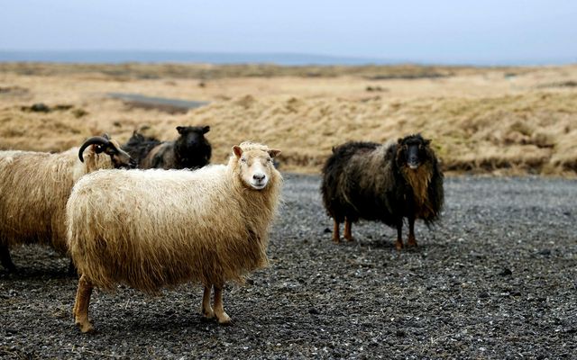 Riðuveiki hefur leikið margan sauðfjárbóndann grátt í gegnum tíðina.