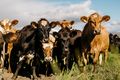 Nautgripir Dýralæknar veita þjónustu vegna dýraheilbrigðis og fylgjast einnig með velferð dýra og hafa eftirlit með matvælaframleiðslu.