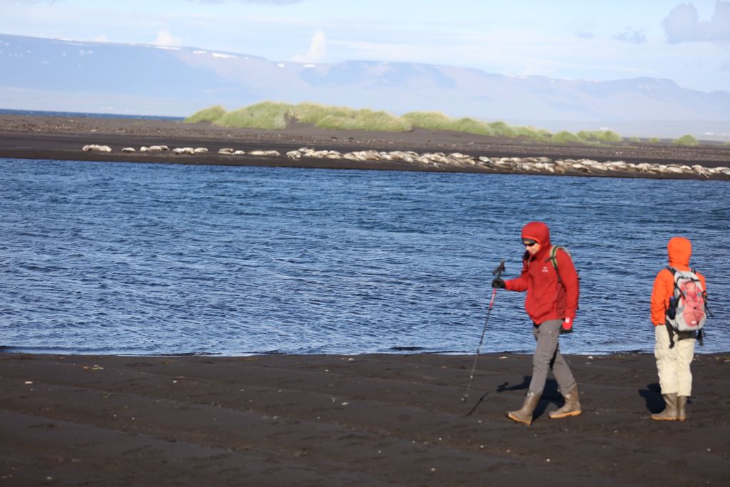 Selaskoðun Ferðamenn fylgjast með selum í látri á Vatnsnesi. Þeim stöðum hefur fjölgað þar sem skipulögð þjónusta er tengd selaskoðun. Reynt er kortleggja áhrif aukinna mannaferða á dýrin.