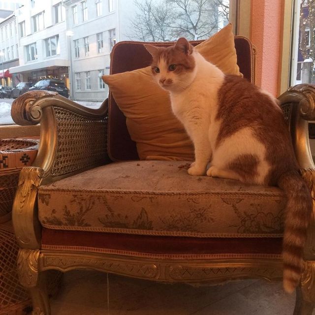 Interview with M s  the cat  at Reykjavik s only cat  caf  
