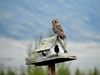 A camera shy owl was finally captured on film last weekend.
