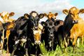 Nautgripir Dýralæknar veita þjónustu vegna dýraheilbrigðis og fylgjast einnig með velferð dýra og hafa eftirlit með matvælaframleiðslu.