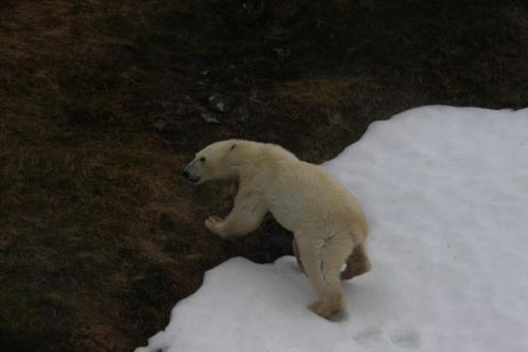 The polar bear which was reported in Hornstrandir, North West Iceland on May 2nd 2011.