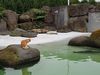 Karíus sitting in the seal pond.