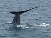 Hörður Jónasson took these impressive photos of a blue whale on a whale watching trip on Saturday.