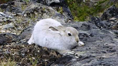 Hérar Snæhérar eru algengir á norðurslóðum.