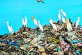 Plastmengun Örplast hefur fundist bæði á fjöllum og í sjávardjúpum.