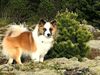 The Icelandic Sheepdog Kátur from Keldudalur. His name means happy.