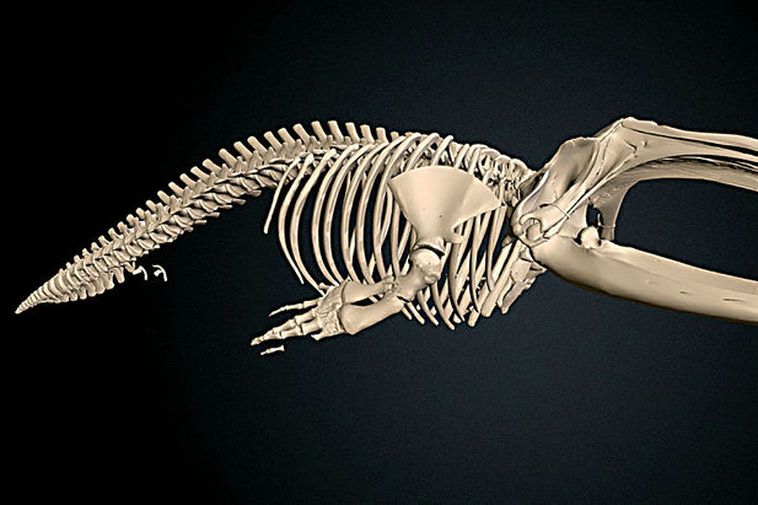whale skeleton whale skeleton