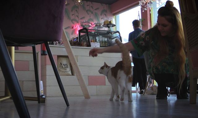 VIDEO A look inside Reykjavik  s first cat  caf  Iceland 