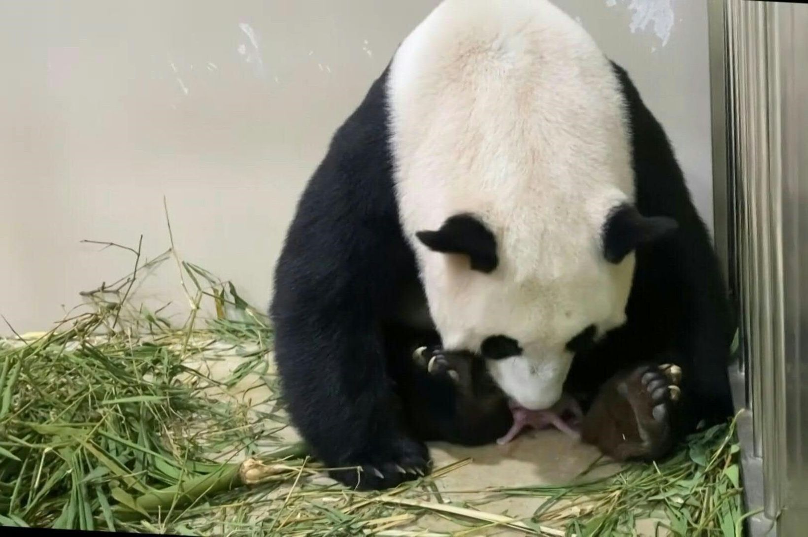 Fyrsti pandabjörninn sem fæðist í Singapúr