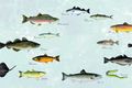 14 tegundir Í vatninu hafa veiðst alls 14 fisktegundir: áll, bleikja, gráröndungur, hnúðlax, hornsíli, lax, lýsa, makríll, síld, skarkoli, skata, ufsi, urriði og þorskur. Gráröndungurinn er til uppstoppaður nyrðra og eins hnúðlax.