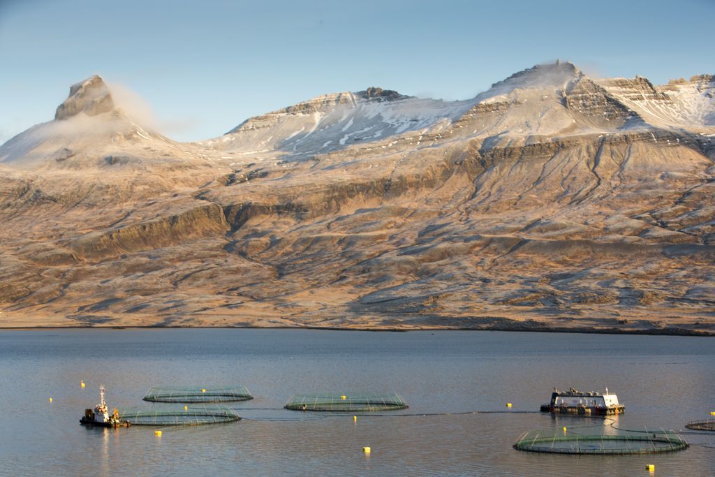 Berufjörður Laxeldið gengur ágætlega á tímum kórónuveirunnar en erfiðleikar aukast á að koma afurðunum á markað og á borð neytenda.