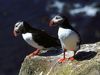 Puffin numbers have gone dangerously low in recent years.