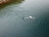 The humpback whale was probably hunting for shrimp.